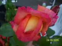 100_1895.webp