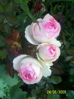100_1896.webp