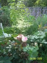 100_1897.webp