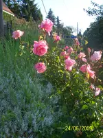 100_1901.webp