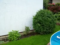 Buchs1.webp