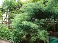 Konifere hinten.webp