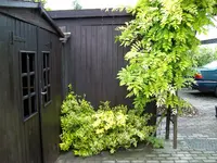 Schuppen.webp