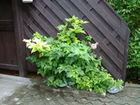 Brombeerrose.webp