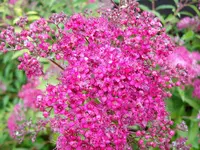 ALIM0502.webp