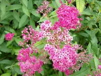 ALIM0504.webp