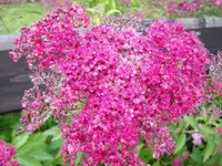 ALIM0505.webp