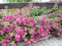 ALIM0511.webp
