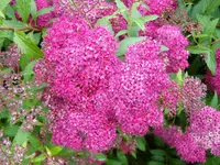 ALIM0497.webp