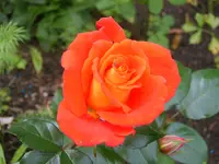 SA500281.webp