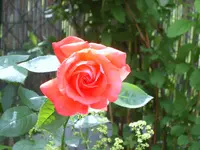 SA500285.webp
