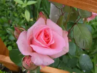 SA500288.webp