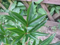 DSCF1031.webp