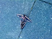 DSC00061.webp