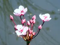SA500423.webp