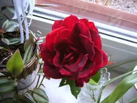 rose-01.webp