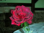 rose-02.JPG