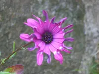 SA500269.webp