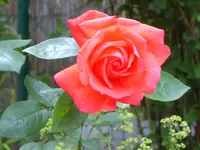 SA500286.webp