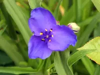 SA500287.webp