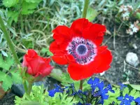 SA500373.webp