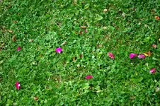 Banvel_F_25062009.webp