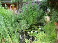 Teich Sommer.webp