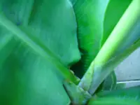 DSC00387.webp