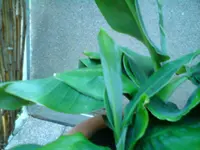 DSC00388.webp