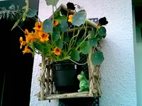 Wetterfrosch 2009.webp