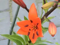 Lilie.webp