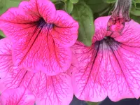Petunie.webp