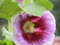 Stocki 1.webp