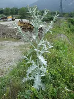 distel.webp