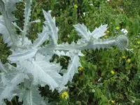 distel1.webp