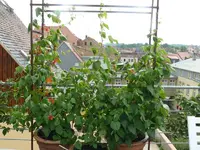 bohnenstange3.webp