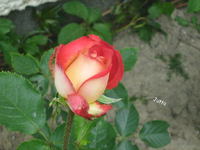 IMG_1942.webp