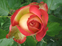 IMG_1943.webp