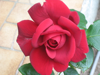 IMG_1945.webp