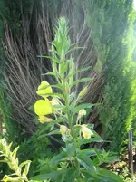 IMG_8774.webp IMG_8774.webp