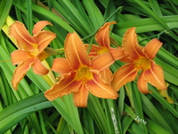 IMG_1955.webp