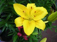 DSCN0963.webp