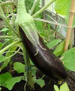 meine erste  Aubergine.webp