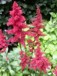 Astilbe.jpg