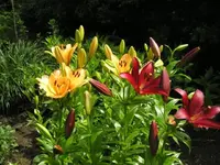 Lilien.webp