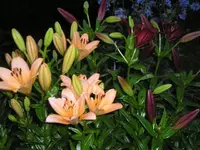 Lilien1.webp
