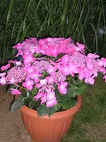 Tellerhortensie2.webp