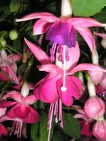 Fuchsienblüten.webp
