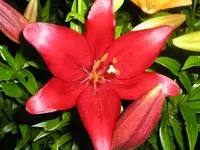 Rote Lilie2.webp