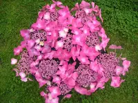 Tellerhortensie.webp